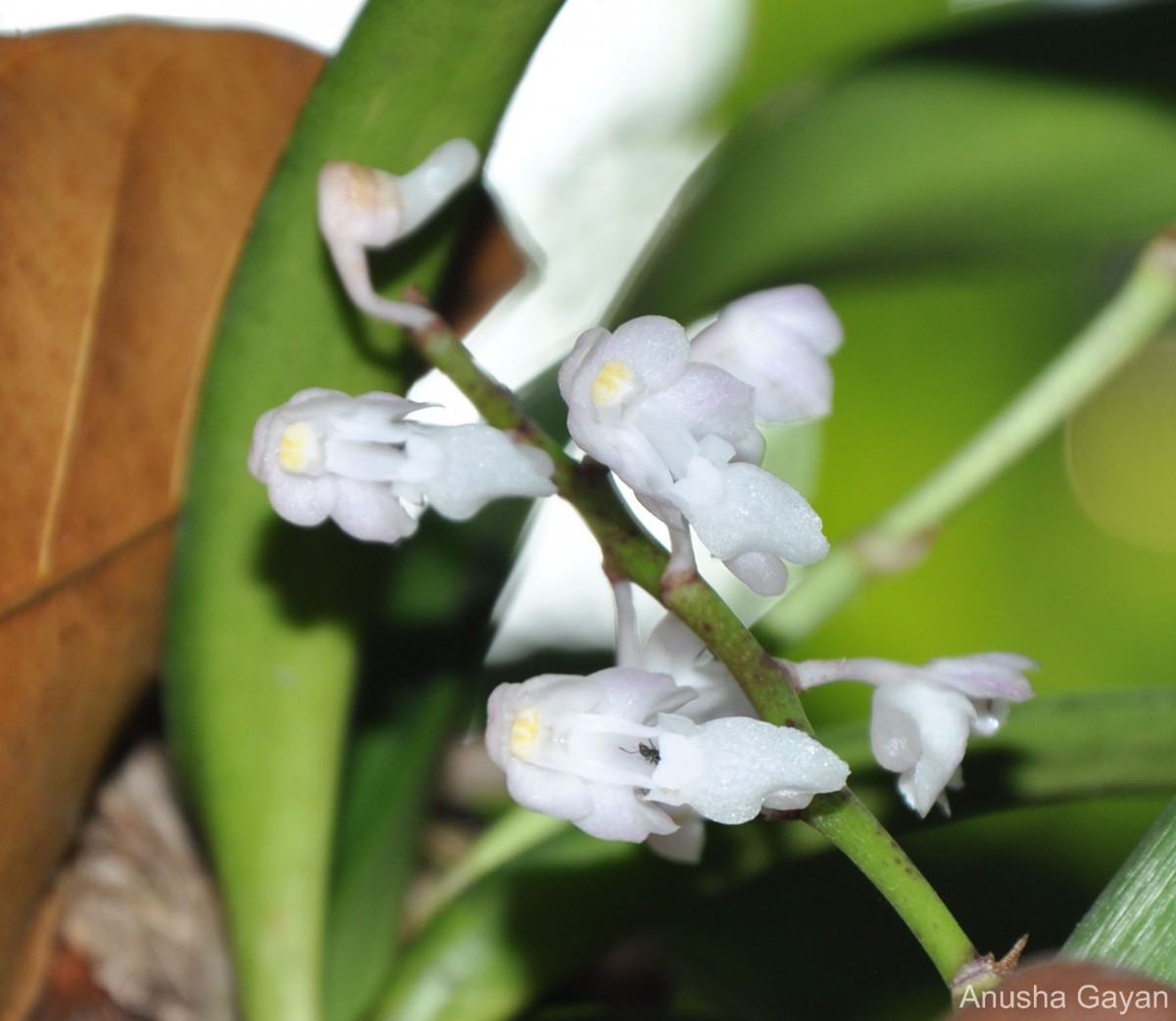 Aerides ringens (Lindl.) C.E.C.Fisch.